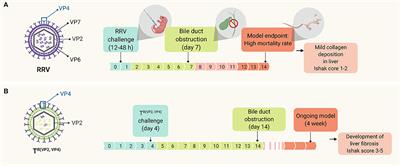 Innate Immunity and Pathogenesis of Biliary Atresia